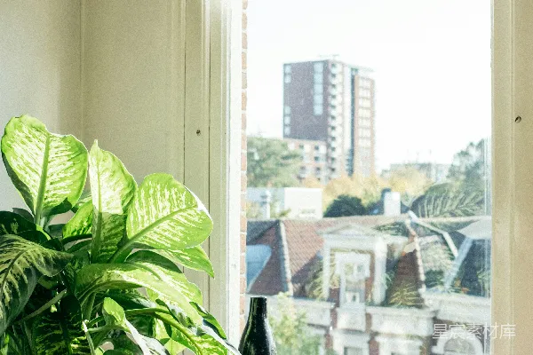 高清摄影 绿叶植物