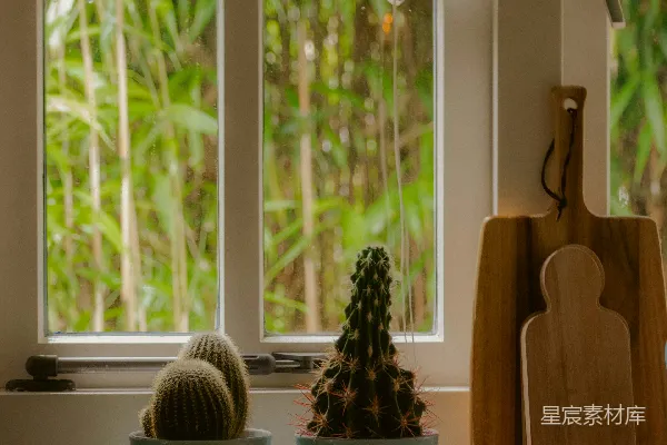 高清摄影 几株植物放在木桌上。