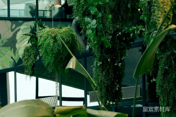 高清摄影 茂盛的绿植悬挂在现代化的室内空间。