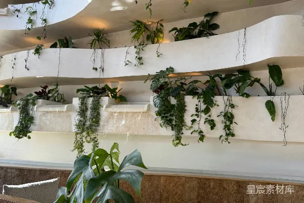 高清摄影 室内植物沿着现代波浪形的架子垂下