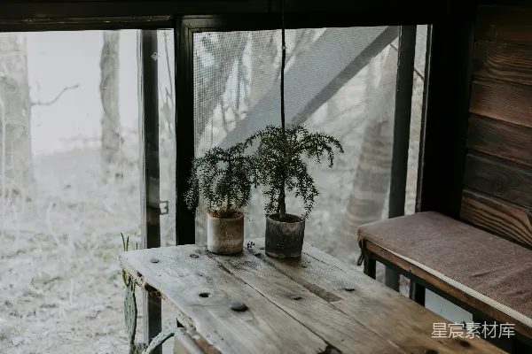 高清摄影 绿色的盆栽植物放在棕色的木桌上