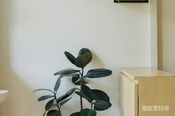 高清摄影 一盆植物放在木质书架旁边