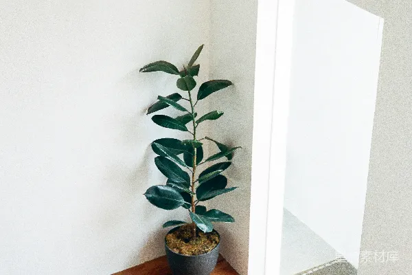 高清摄影 绿色植物放在棕色木桌上