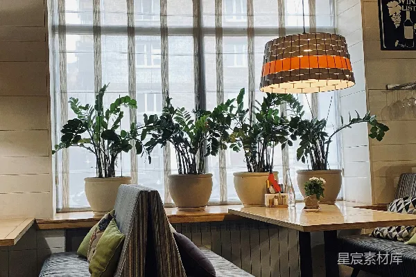 高清摄影 棕色木桌上的绿色盆栽植物