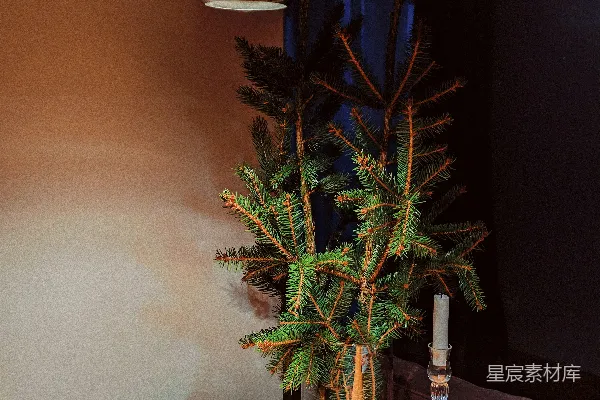 高清摄影 一盆植物放在木桌上。