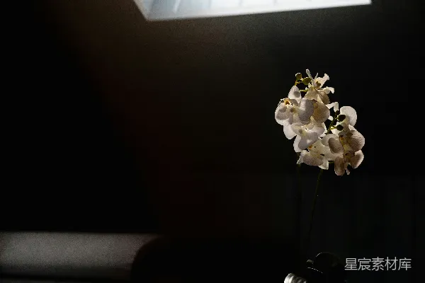 高清摄影 一个小盆栽放在木制桌子的顶部