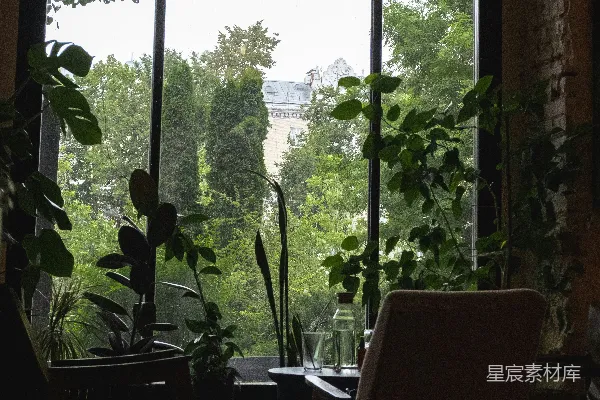 高清摄影 咖啡馆的室内，有拱形窗户、植物和椅子。