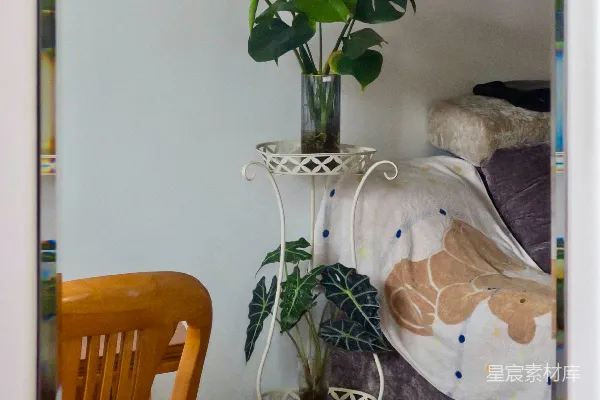 高清摄影 两张盆栽植物放在沙发旁边的架子上。