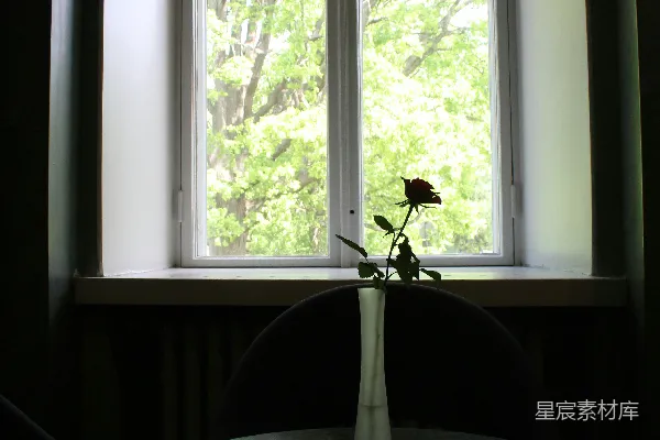 高清摄影 白花在白瓷花瓶中