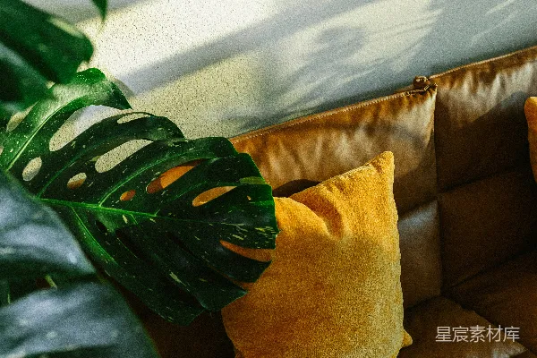 高清摄影 龟背竹植物，黄色垫子在棕色皮沙发上