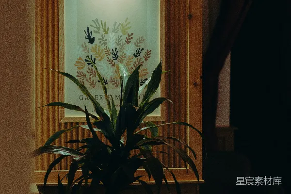 高清摄影 一幅马蒂斯的画框挂在一盆植物上方。