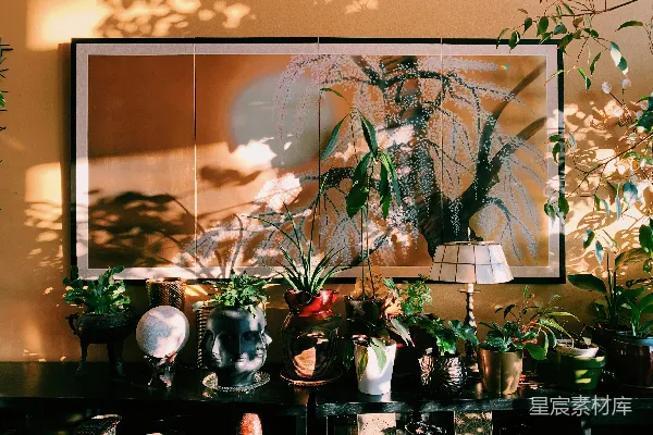 高清摄影 一张摆满许多盆栽植物的桌子