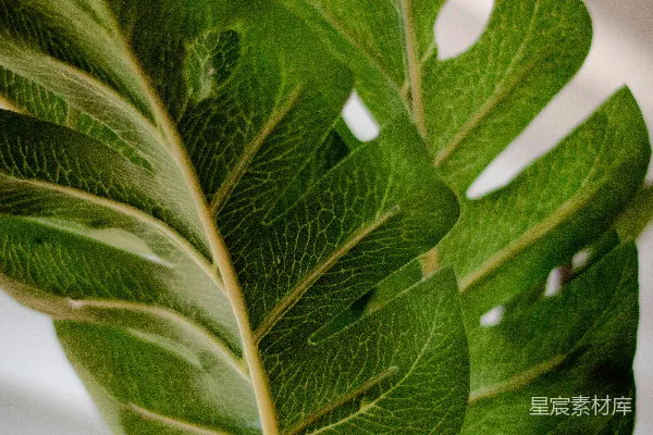 高清摄影 一个大叶子的绿色植物放在花瓶里