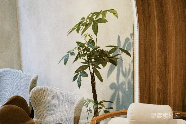 高清摄影 一个客厅，里面有沙发、椅子和一盆植物。