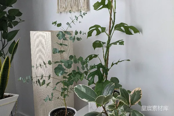 高清摄影 绿色植物在白色陶瓷花盆中