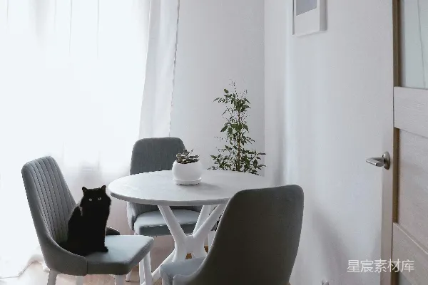 高清摄影 一只黑猫坐在白色桌子的上面