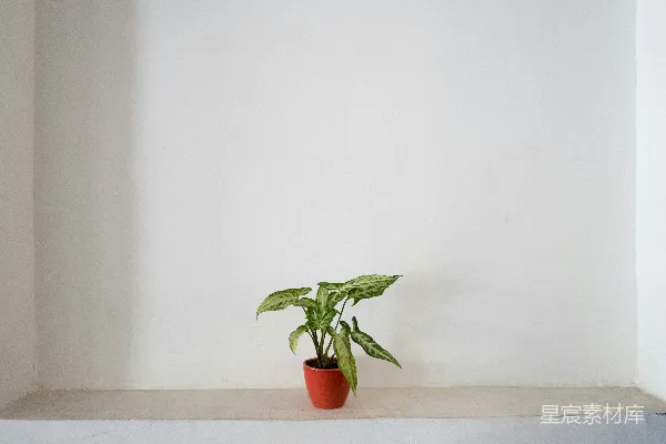 高清摄影 绿色植物在陶瓷盆中