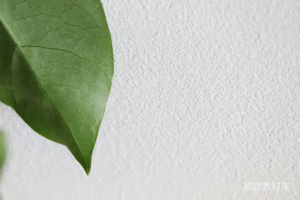 高清摄影 一张白色的墙上的绿色叶子的特写。