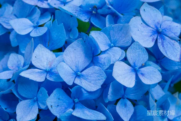 高清摄影 一组蓝色的花朵