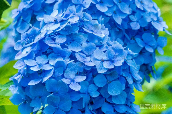 高清摄影 一朵花的特写