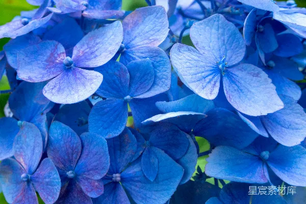 高清摄影 一组蓝色的花