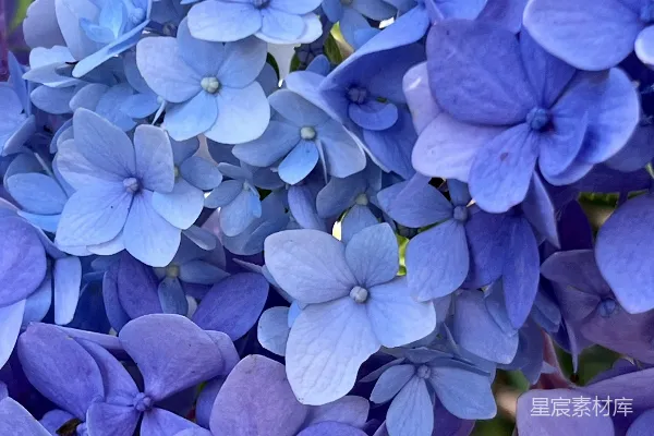高清摄影 一簇蓝花