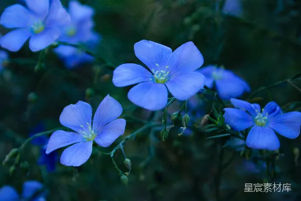 高清摄影 一丛蓝色的花在草地上。