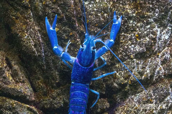 高清摄影 一只蓝色的龙虾趴在岩石上