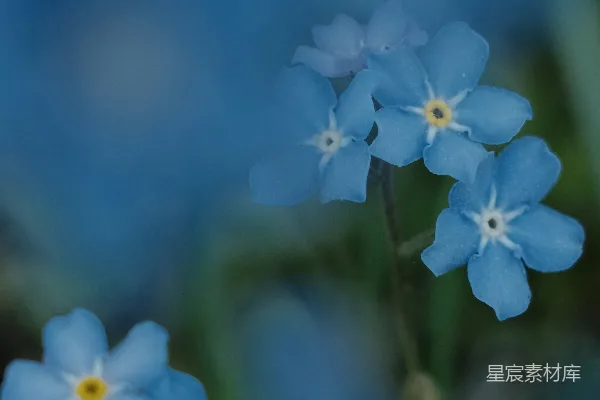 高清摄影 勿忘我花在柔和的蓝光中绽放。