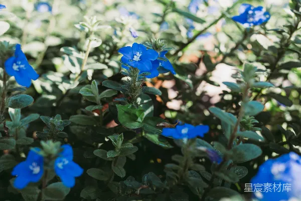 高清摄影 一片蓝花绿叶的田野