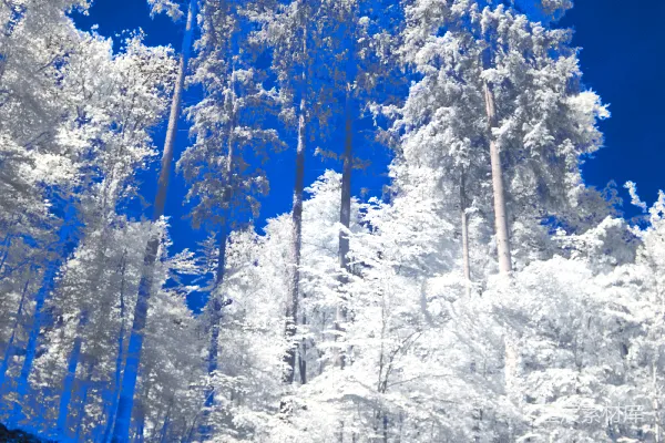 高清摄影 一群站在树林里的树