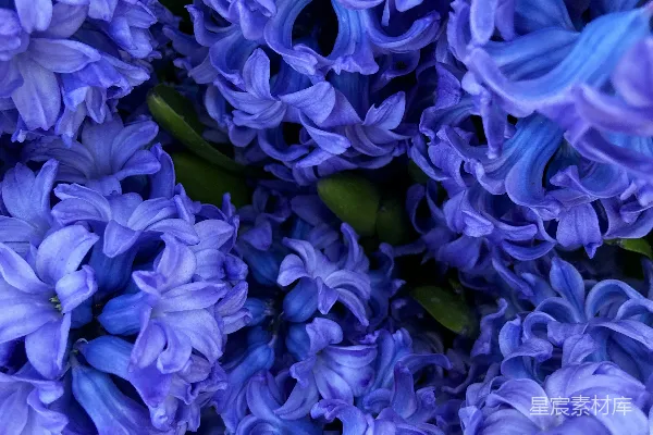 高清摄影 一簇紫色的花朵，绿叶衬托。
