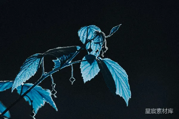 高清摄影 一张黑色背景上的蓝色花朵照片