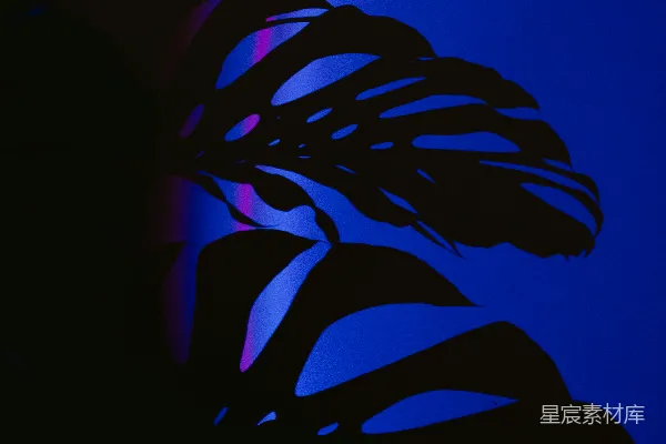 高清摄影 龙血树叶子的轮廓与彩色灯光。