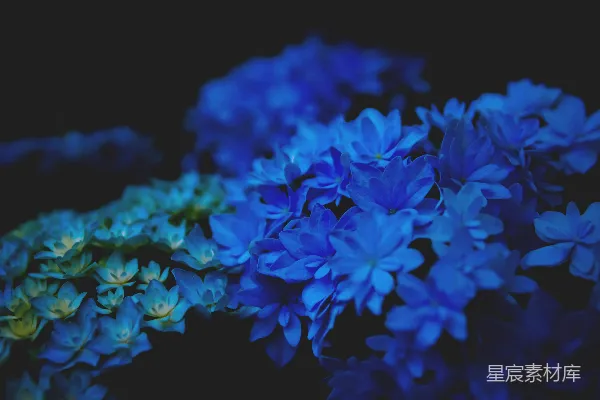 高清摄影 黑色背景中的蓝色花朵