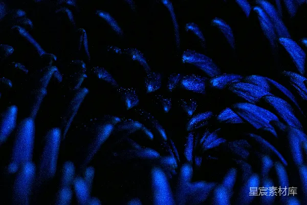 高清摄影 一朵蓝色花朵的特写