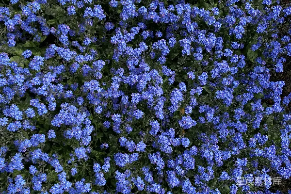 高清摄影 一簇花