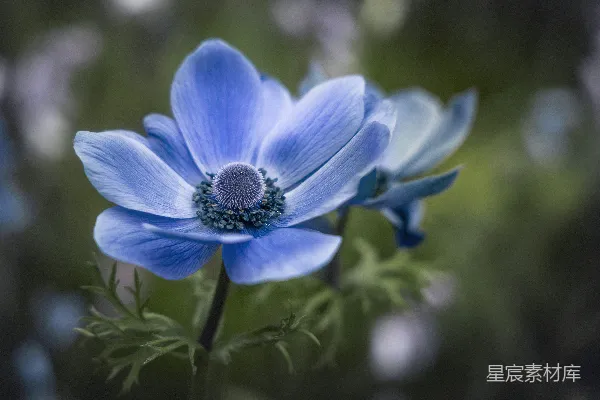 高清摄影 一朵蓝色的花的特写，背景模糊不清。