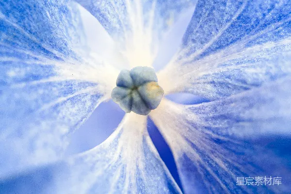高清摄影 黄色和蓝色的花朵画作