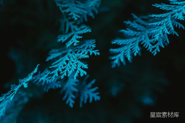 高清摄影 一张雪的特写照片