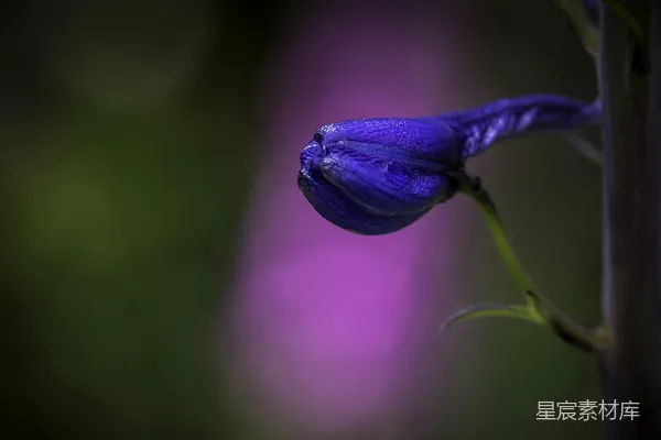 高清摄影 一张蓝色花蕾的特写照片。