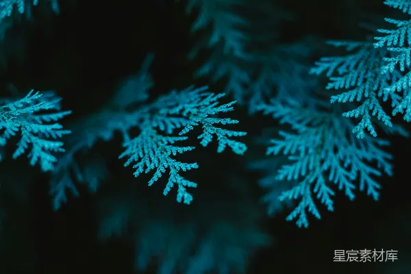 高清摄影 一张近景的雪景图