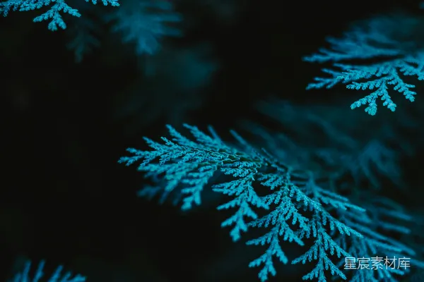 高清摄影 一张雪景的特写图