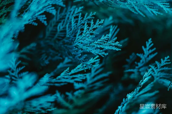 高清摄影 一张近距离拍摄的雪景图