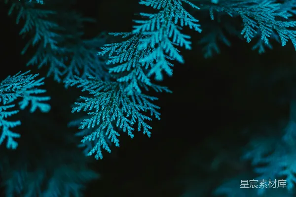 高清摄影 一些积雪的特写