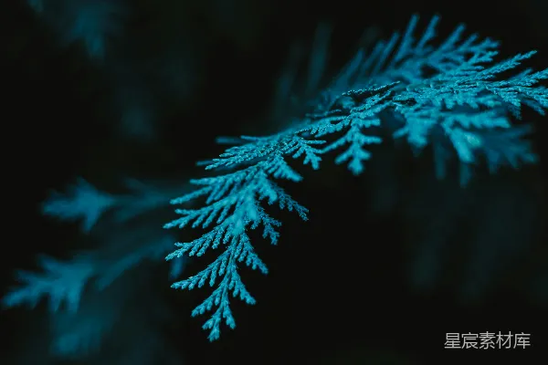 高清摄影 一张近距离拍摄的雪景