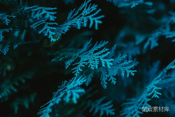高清摄影 一帧特写镜头，展示了一些雪。