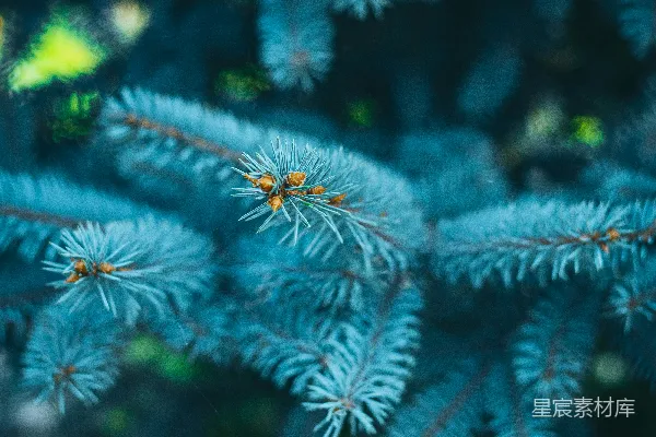 高清摄影 一群蜘蛛网