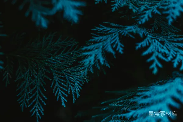 高清摄影 一张近距离拍摄的雪景。