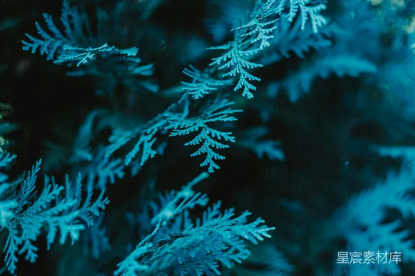 高清摄影 一幅雪花的特写